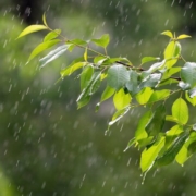 12 fapte interesante despre ploaie care te vor racori virtual in zilele calduroase f1bbb8e