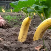 a plantat banane in toata gradina la mijlocul lunii iunie ce a observat o saptamana mai tarziu a7cb556