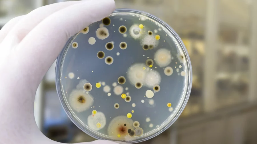 Bacteria care îmbolnăvește milioane de oameni în fiecare an