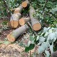 copaci de tei taiati fara mila in padurea din sectorul riscani ce risca raufacatorii a1b4495
