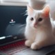 de ce pisicile adora sa stea pe laptop sau tastatura explicatiile expertilor b8c2872