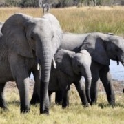 elefantii se striga unii pe altii pe nume sunt incredibil de sociali vorbesc si se ating 510239b