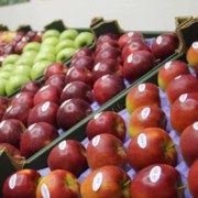 exporturile de mere din moldova sint printre cele mai mici din ultimii cinci ani 116687b