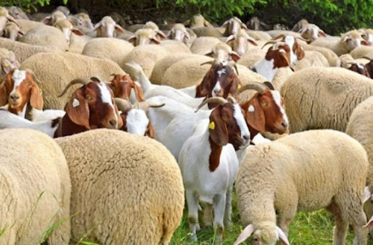 icircn atentia crescatorilor de ovine si caprine cu ce anunt vine ministerul agriculturii 586d642