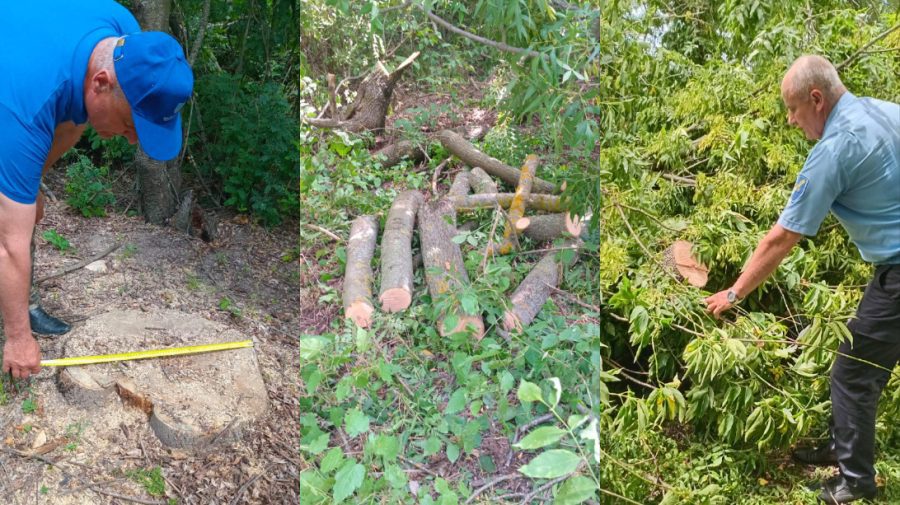 Moldovenii continuă să taie ilegal copaci din pădure. Patru cazuri grave, înregistrate la Dondușeni