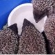 povestea celor patru pui de arici o lectie de viata pentru oameni video 40cc562