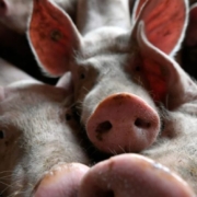 presa ucraineana la cernautsi pe malul prutului au fost abandonate cadavre de porci au murit de pesta porcina 2e14762