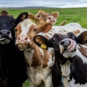 prima tara din lume care va introduce taxa pe gazele emise de vaci 10bb294