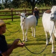 video cea mai scumpa vaca din lume care a fost vanduta cu 4 milioane de dolari are propriul bodyguard b0bb455