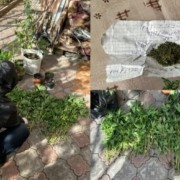 video cultivau si vindeau droguri pe teritoriul orasului floresti activitatea unei grupari descoperita de politisti 7d49d79