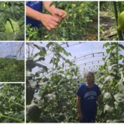 familia lupu din vasilcau cultiva legume proaspete de 30 de ani video b805f76