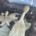 foto patru pui de barza cazuti din cuib au fost salvati la anenii noi unul avea aripa ranita 3859547