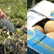 video pepenii moldovenesti s au copt in acest an mai devreme istoria unui agricultor de la nord d1ee833